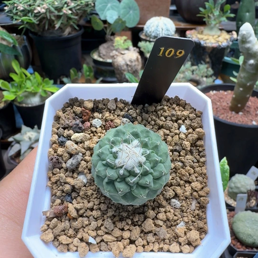 实在菊水109仙人球
