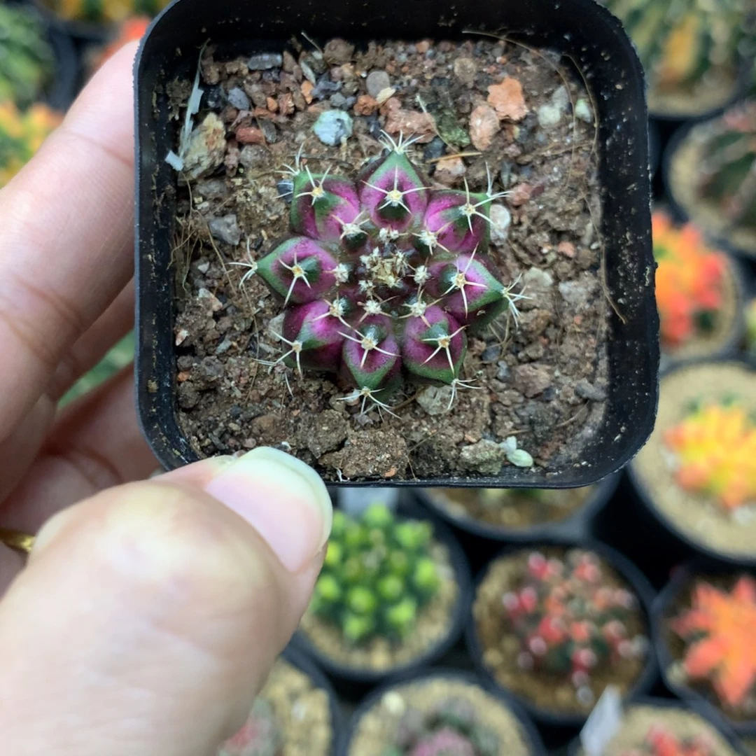 仙人球米哈牡丹锦