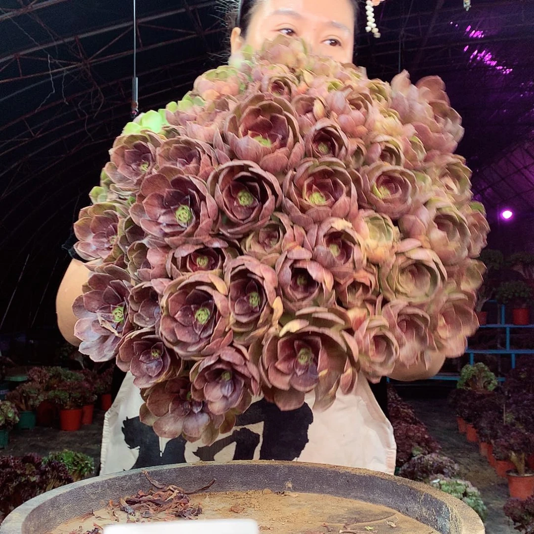 柒柒精品多肉脱土发货不包断侧枝327