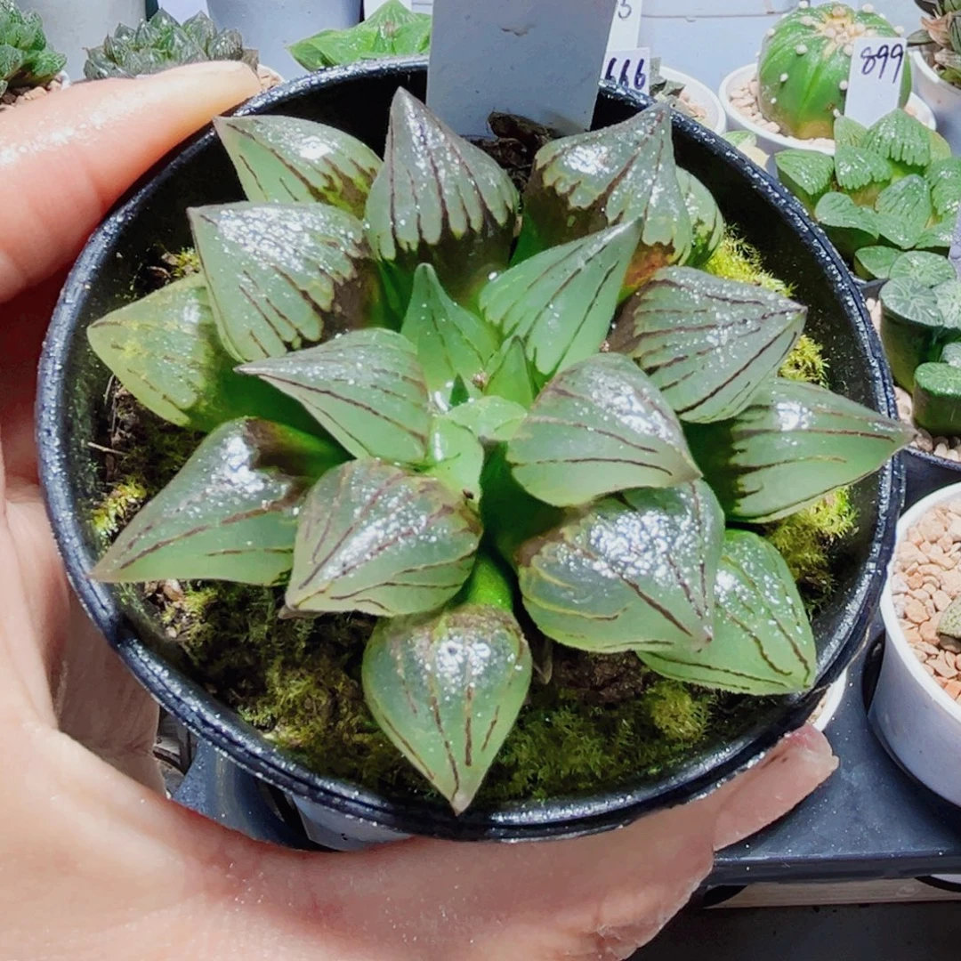 西瓜寿多肉植物66666