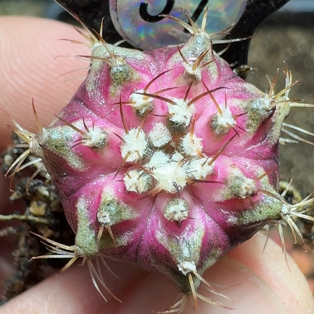 米哈实生自然锦海轮老K51