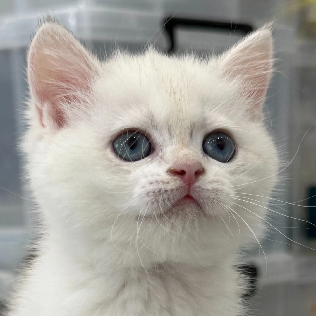 来了姊妹-金点英短猫-妹妹-K11