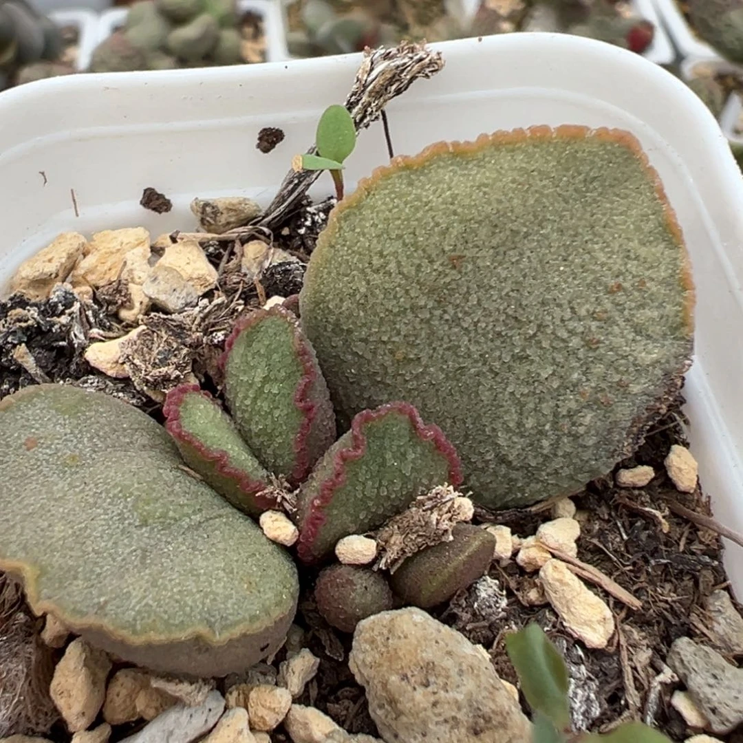 凤羽磨砂蛋多肉植物水泡