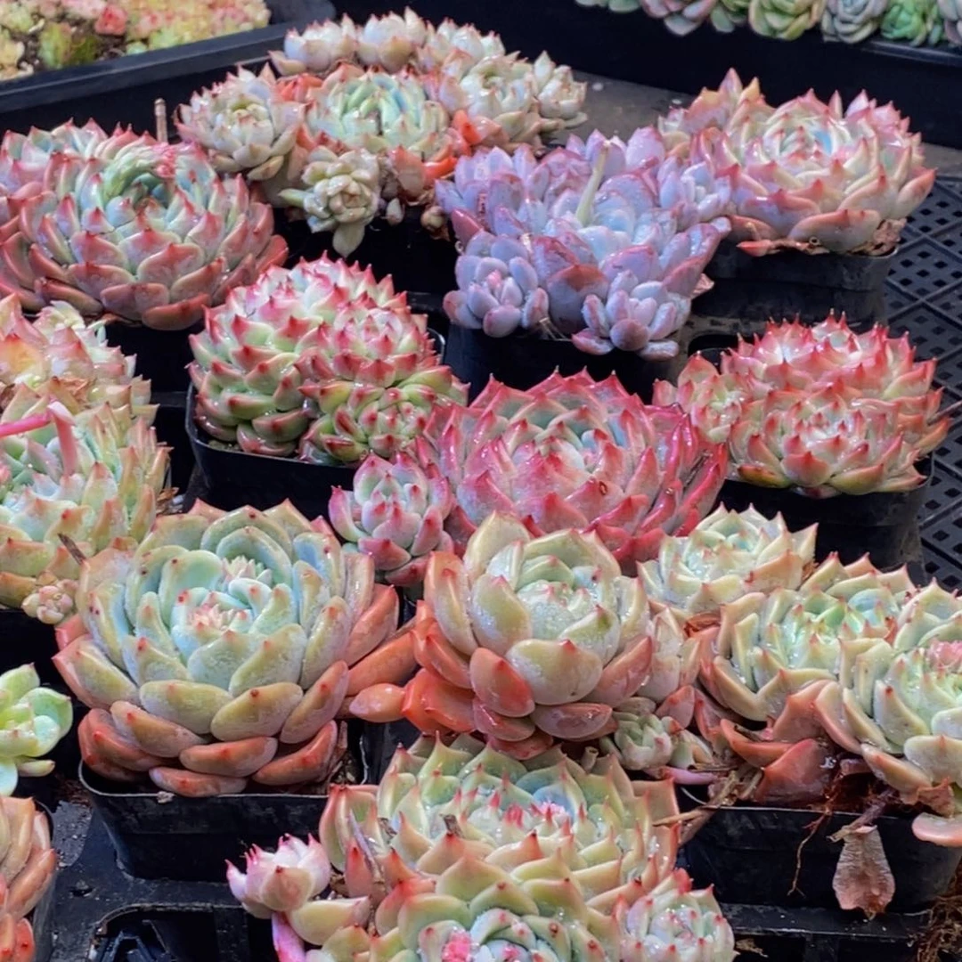 苏**干397多肉植物保护研究所所长助理