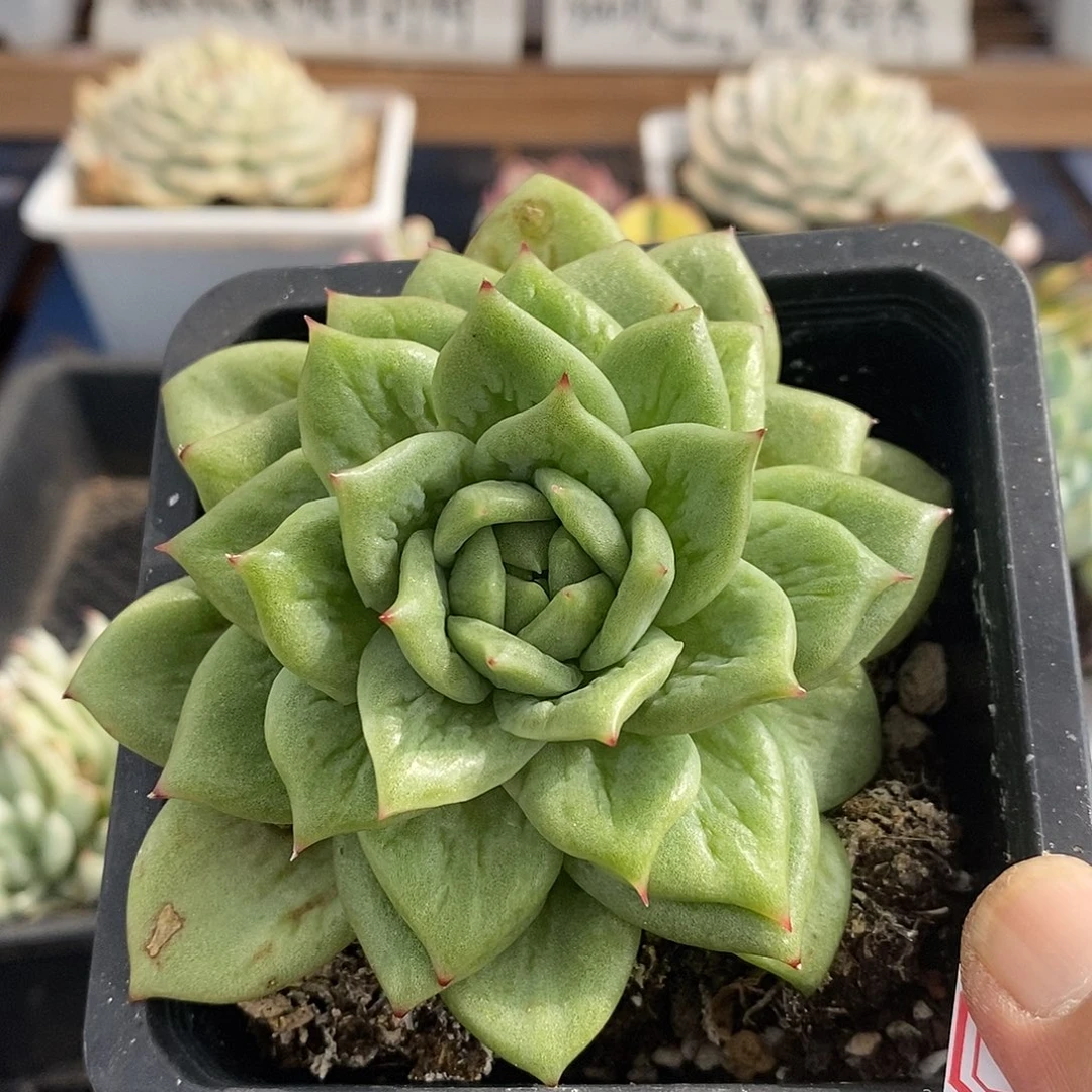 15259 林肯多肉植物