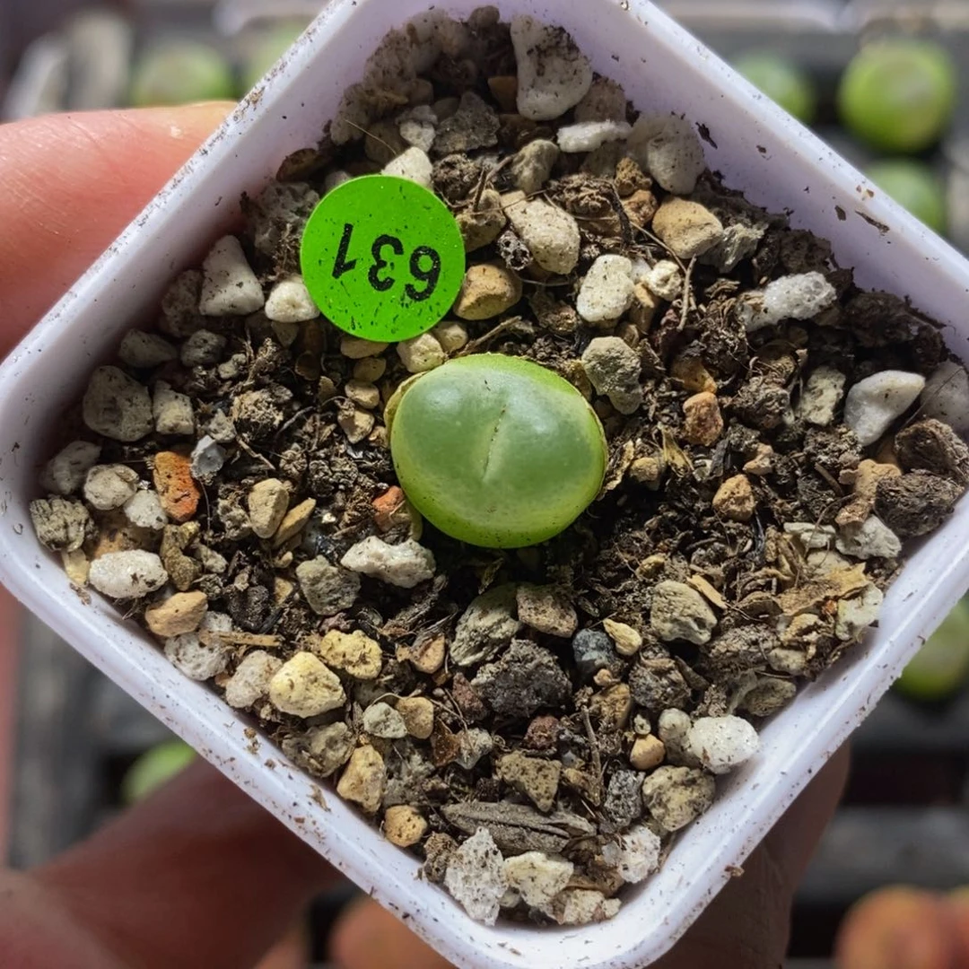 拉登1.3多肉植物631