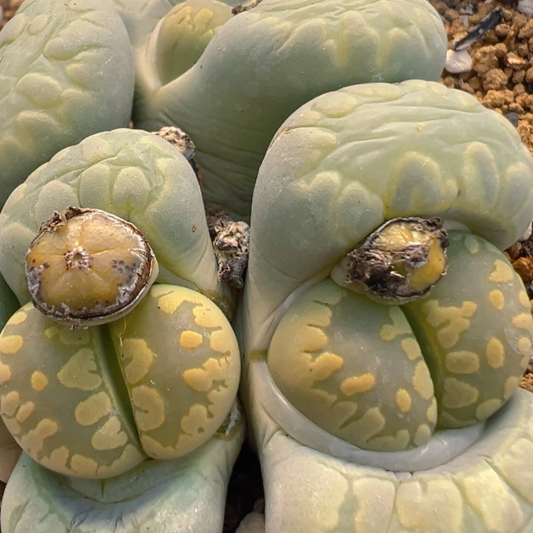 C*Z52多肉植物百科知识