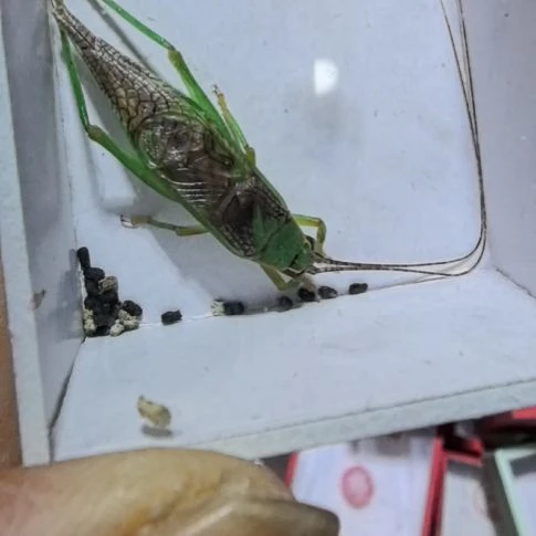 霍氏片蟋全品一条