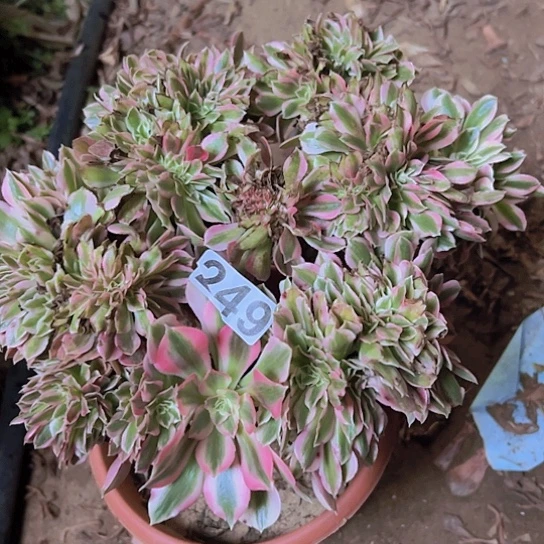 肉****多肉植物一个女巫