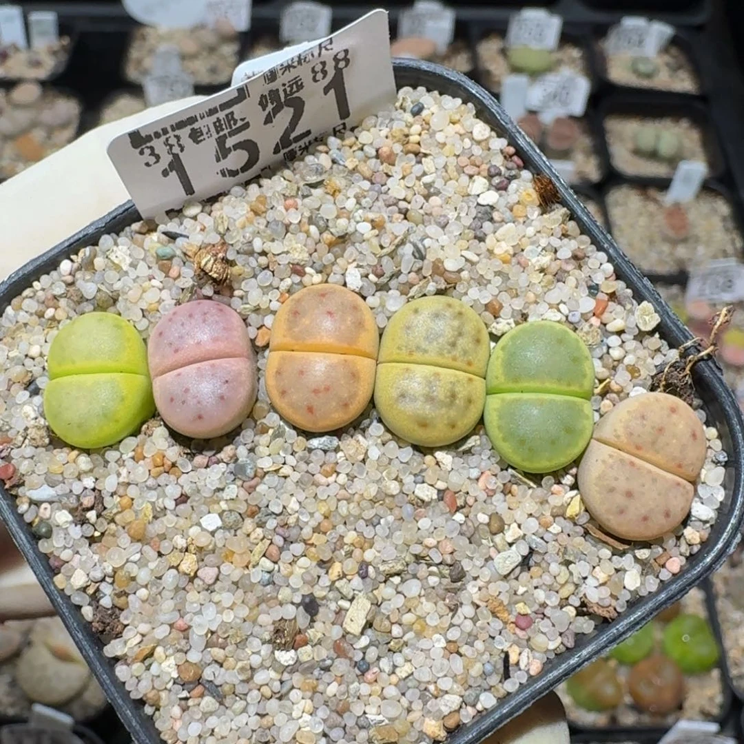 zzzz生石花肉锥1521