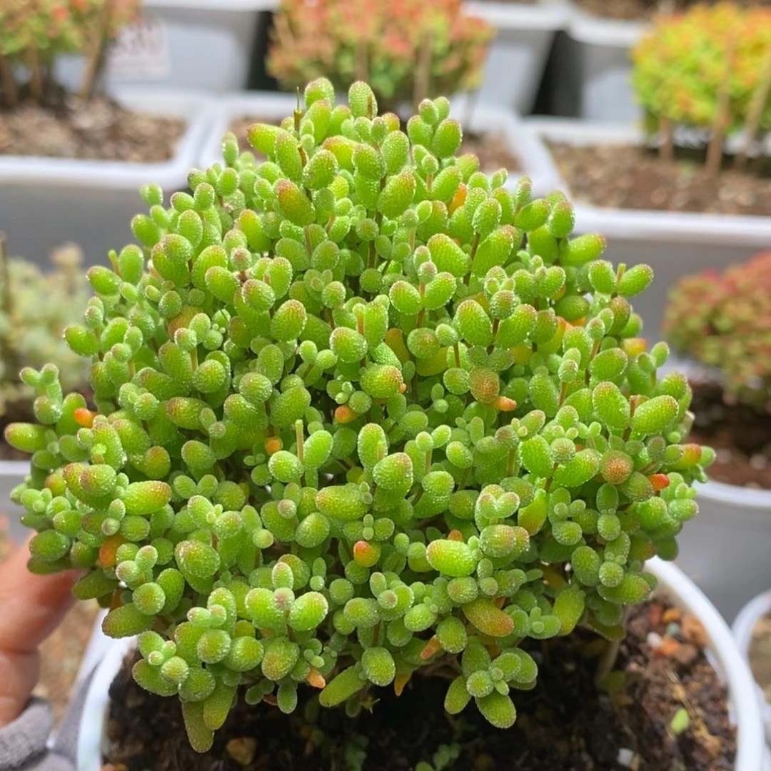 金桔糖球枝干番杏D243