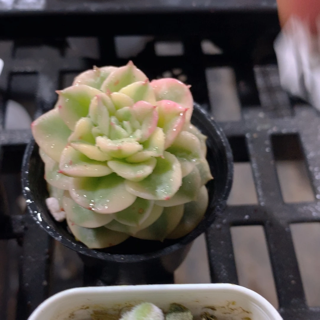 肉萌萌拇指盆精控多肉YV339