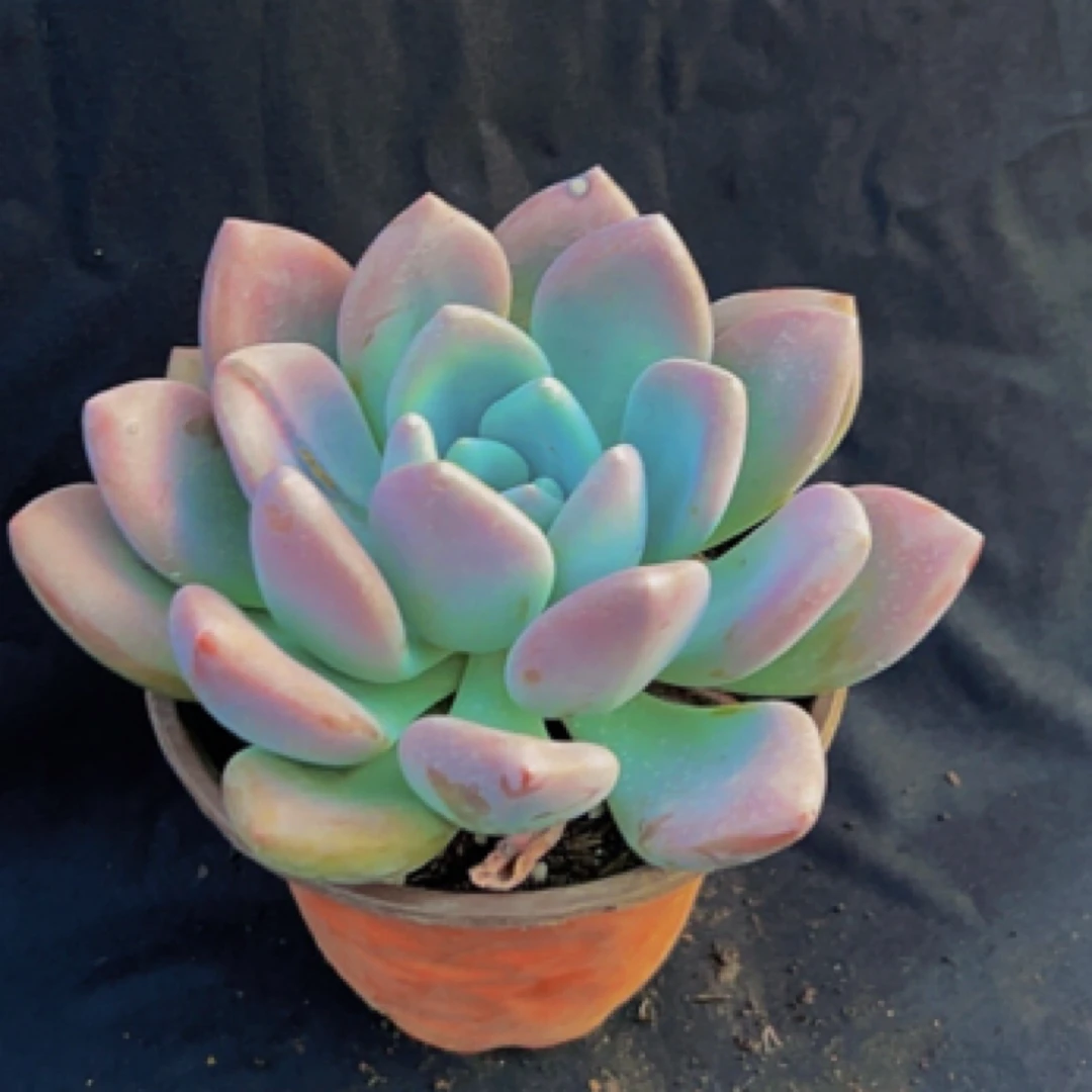 奥普琳娜单头厚叶超萌肉室内阳台花卉盆栽好养绿植