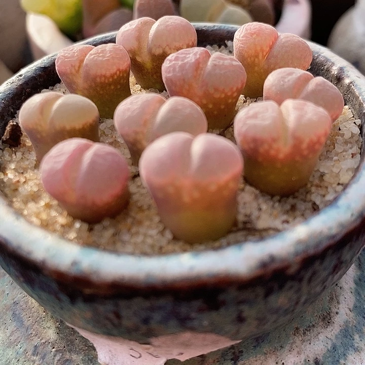 日系原株红风铃一颗