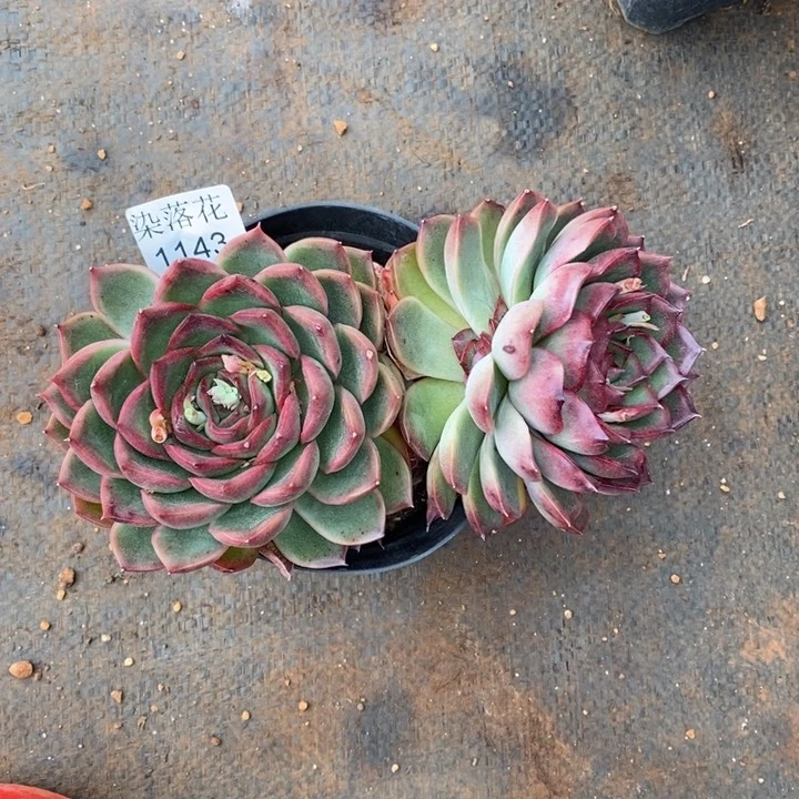 尐*糊精品多肉植物1143开花价