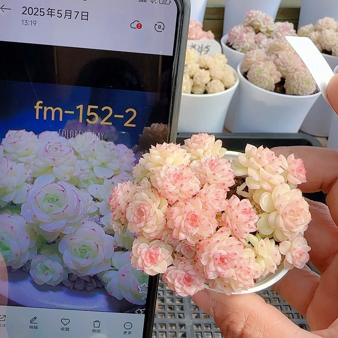 0104-72（fm-152-2）散的