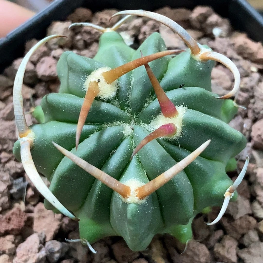 孤品实生特选株日系粗刺豪刺龙剑丸3.5cm