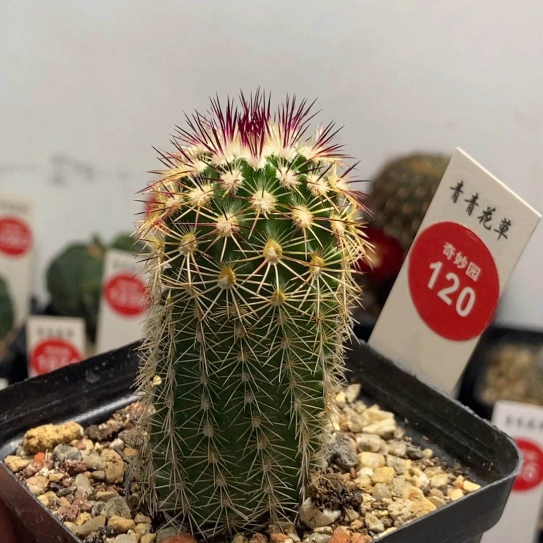 实生青花虾一棵仙人球