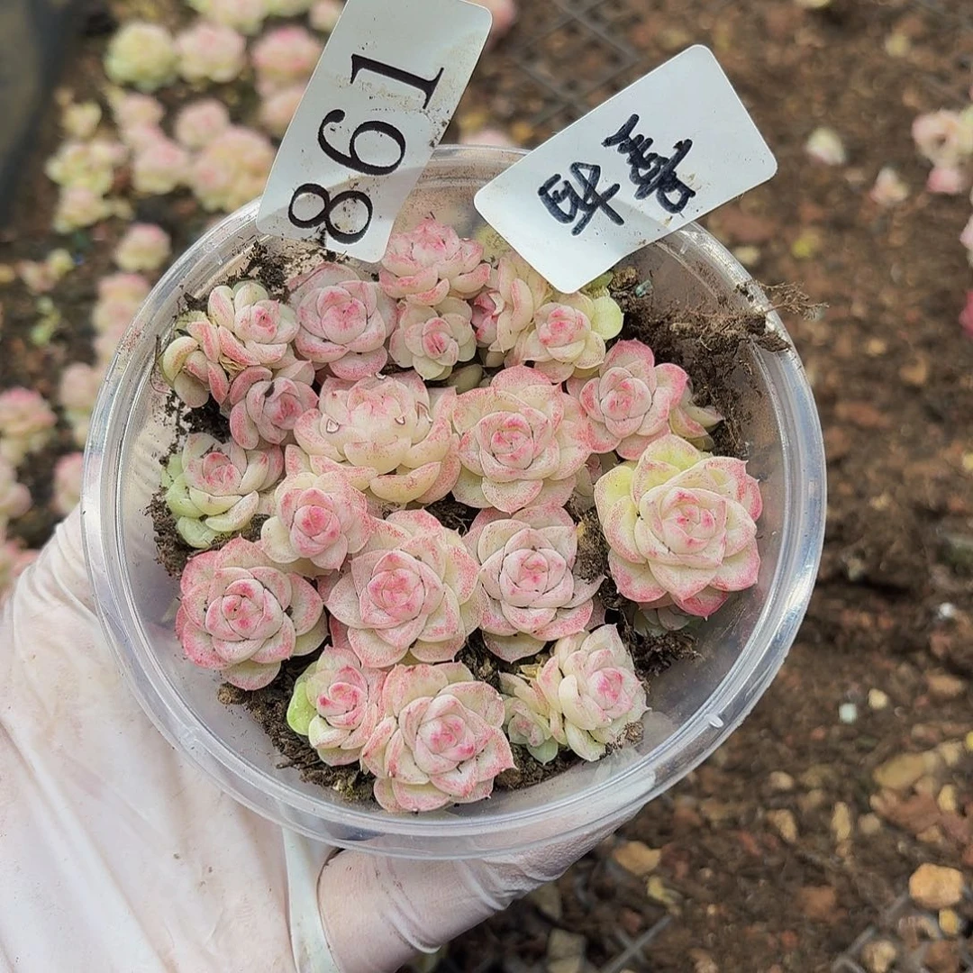 多肉植物多肉植物861量拍