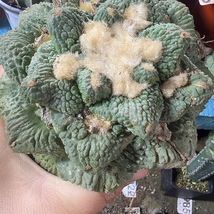 龟甲怒369仙人球开花