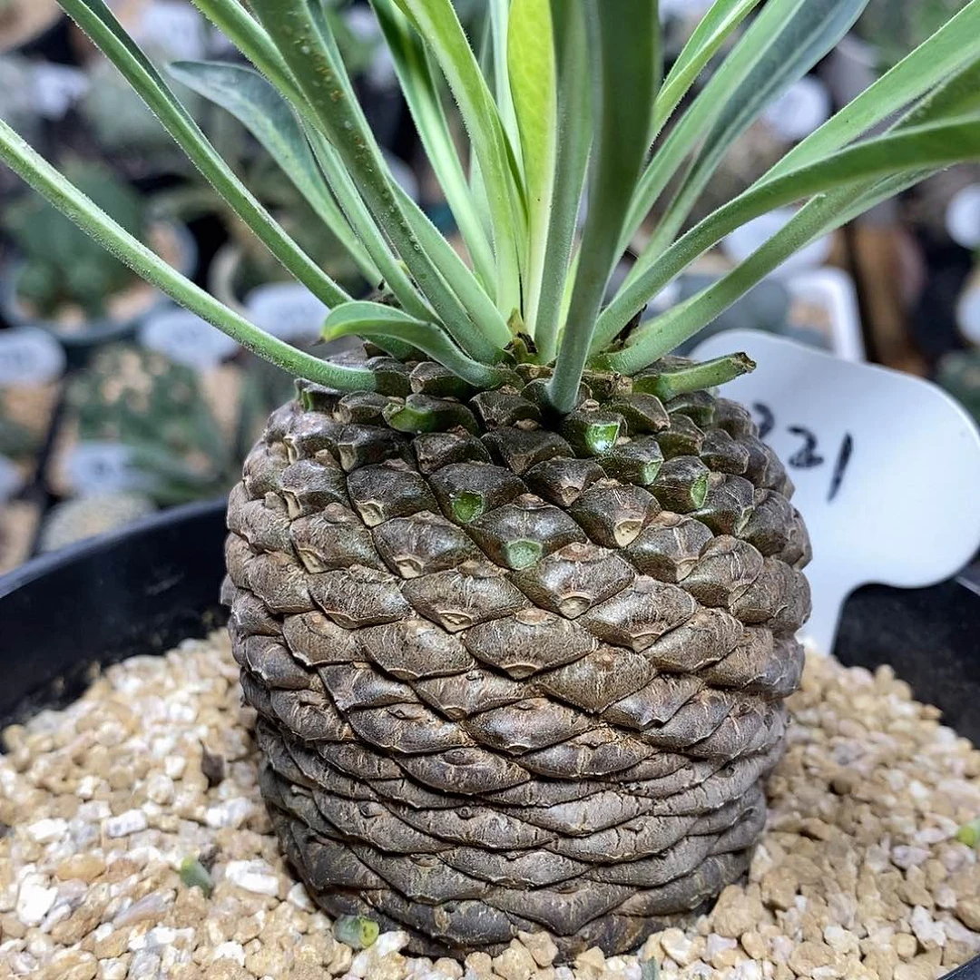 实生铁甲丸321号6.1cm