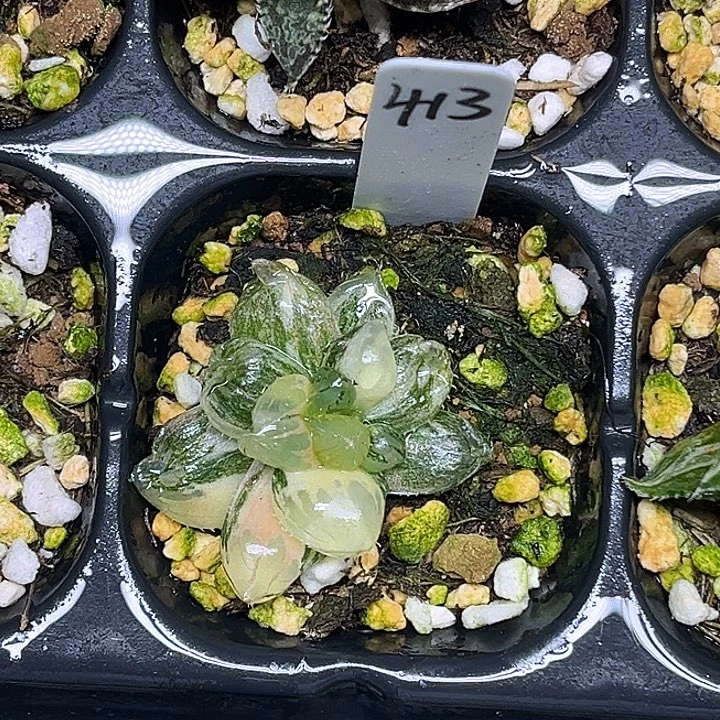 413龙爪玉露锦脱土发货