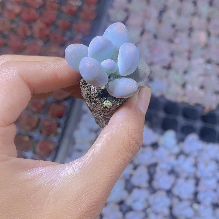 精品奶酪多肉植物