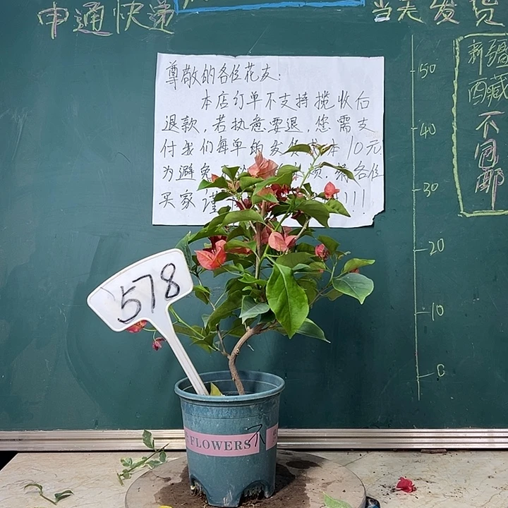 完全开放  造型 不甜西瓜 578