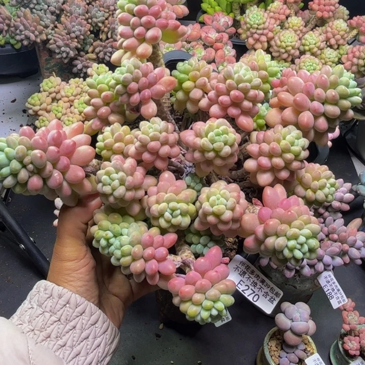 鱼子酱270/20cm多肉