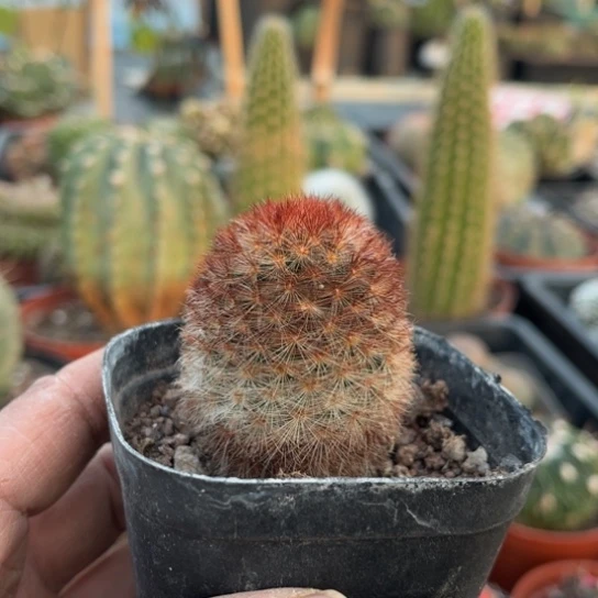 当前无花栽培后可以开花实生红刺嘉文丸