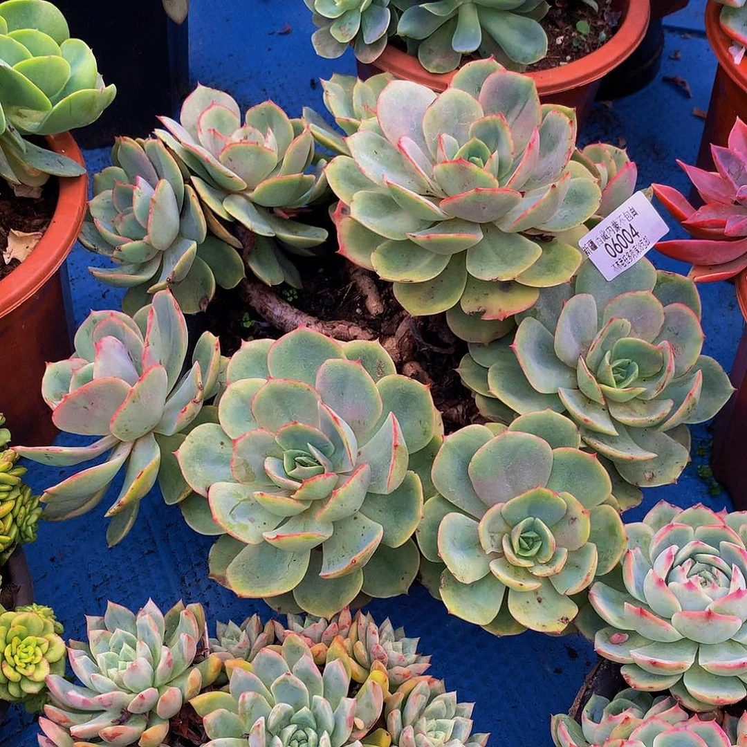 水***色  白雪公主多肉06004