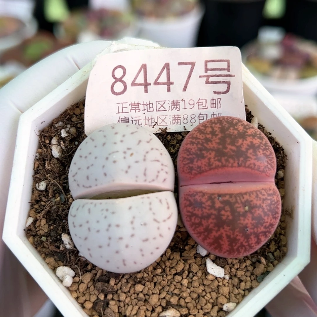 好养易活生石花大母本8447