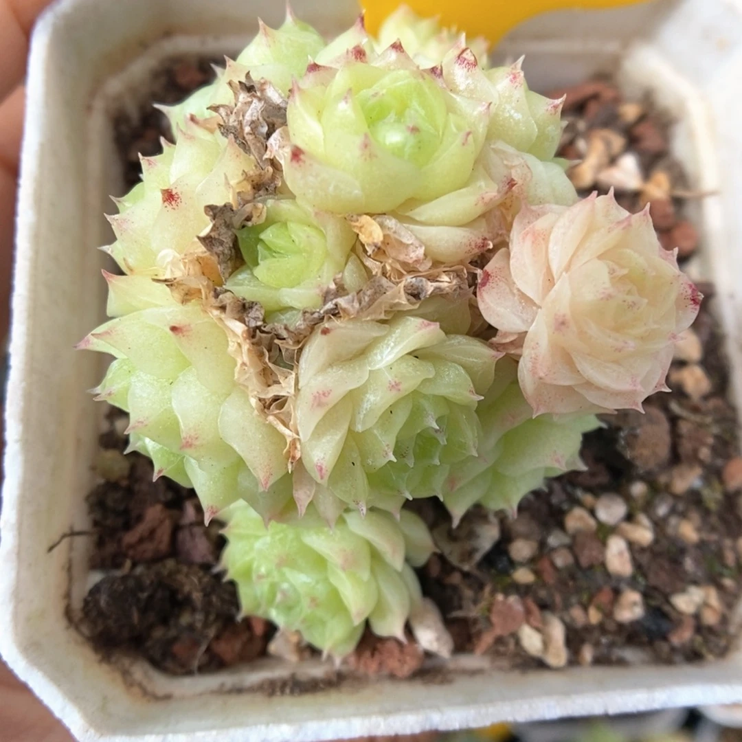 油透麦秆朵朵464号