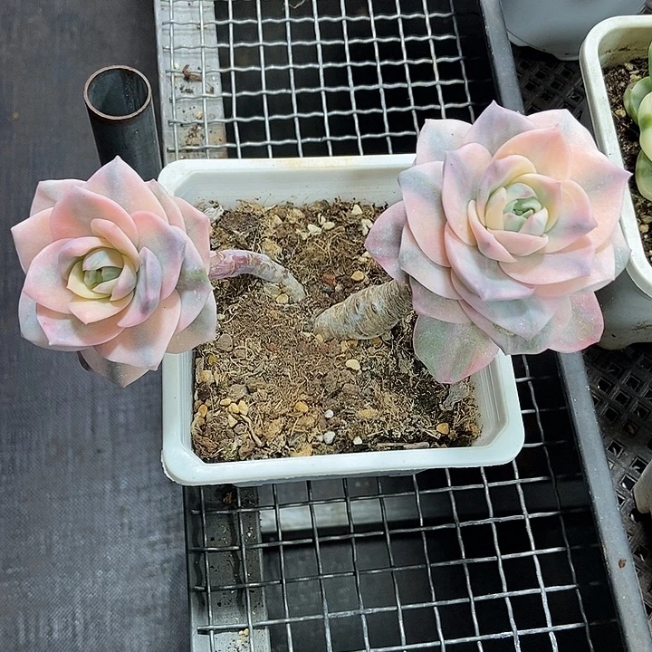 可爱玫瑰彩锦大双头