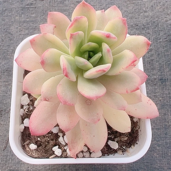 呵*多肉植物多肉植物