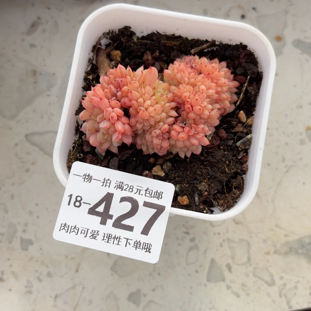 白胖子缀无盆土发货呀