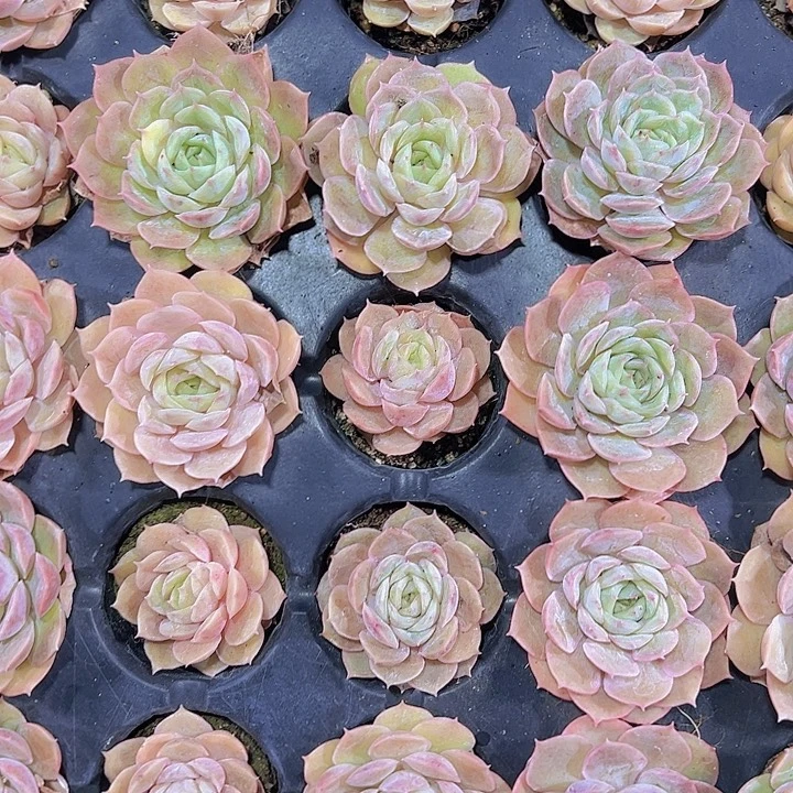 昂斯诺 满10颗包邮