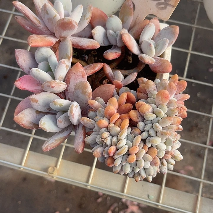 两单包邮，一物一拍808粉兔缀