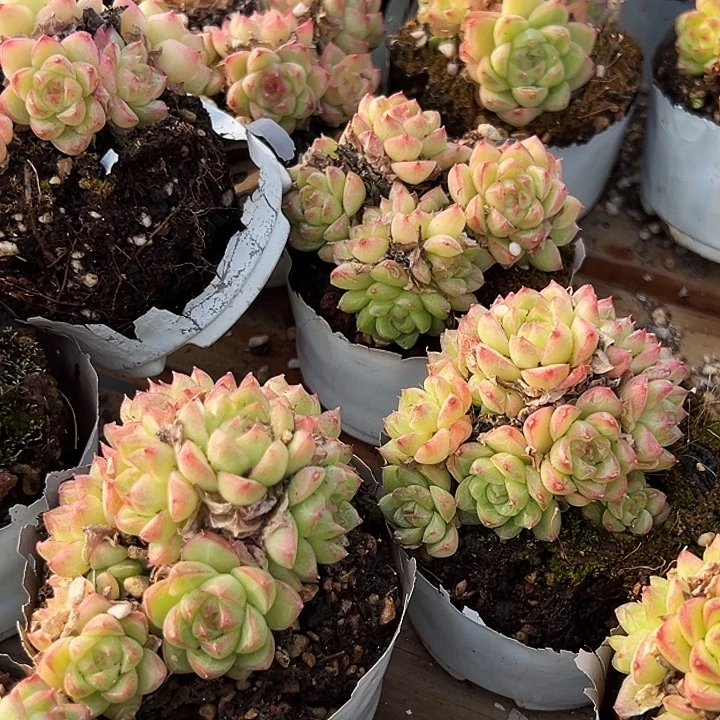 小的         红女王