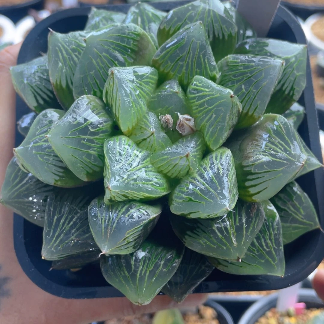 24.十二卷多肉玉潭寿母本。