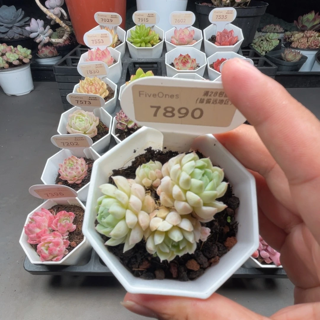 7890羊脂球4.5厘米
