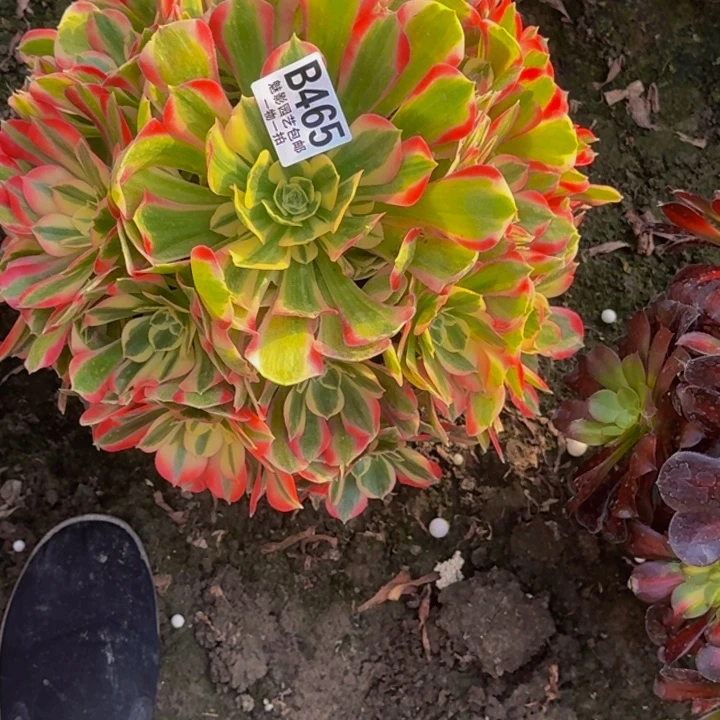 女郎花30-2包邮花花