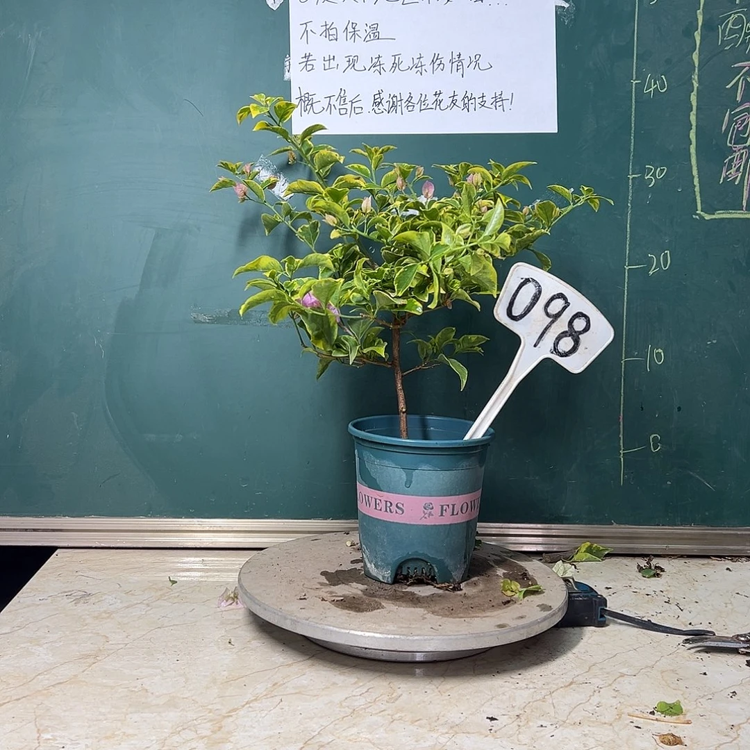 完全开放金边浅紫098