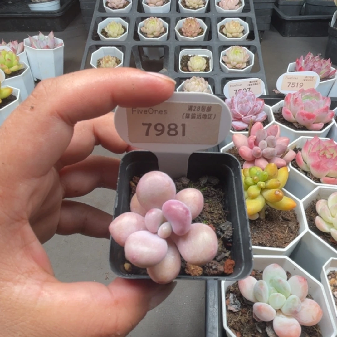 7981桃蛋  4.0厘米