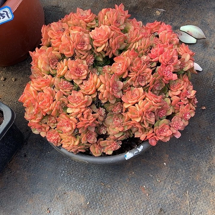 561蜡牡丹 一物一拍多肉