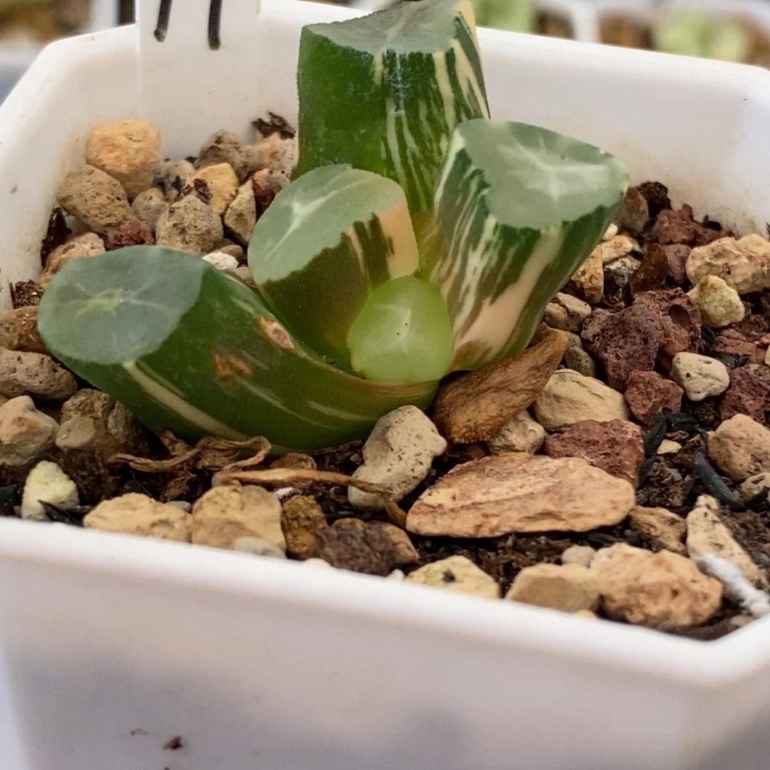 17山之翠万象多肉植物组合