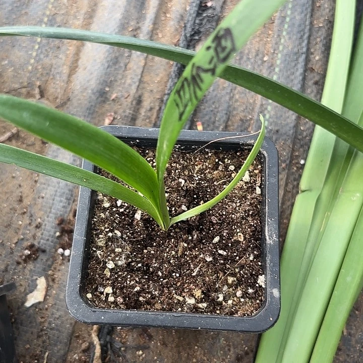 无花朵西瓜酒原盆原土发货