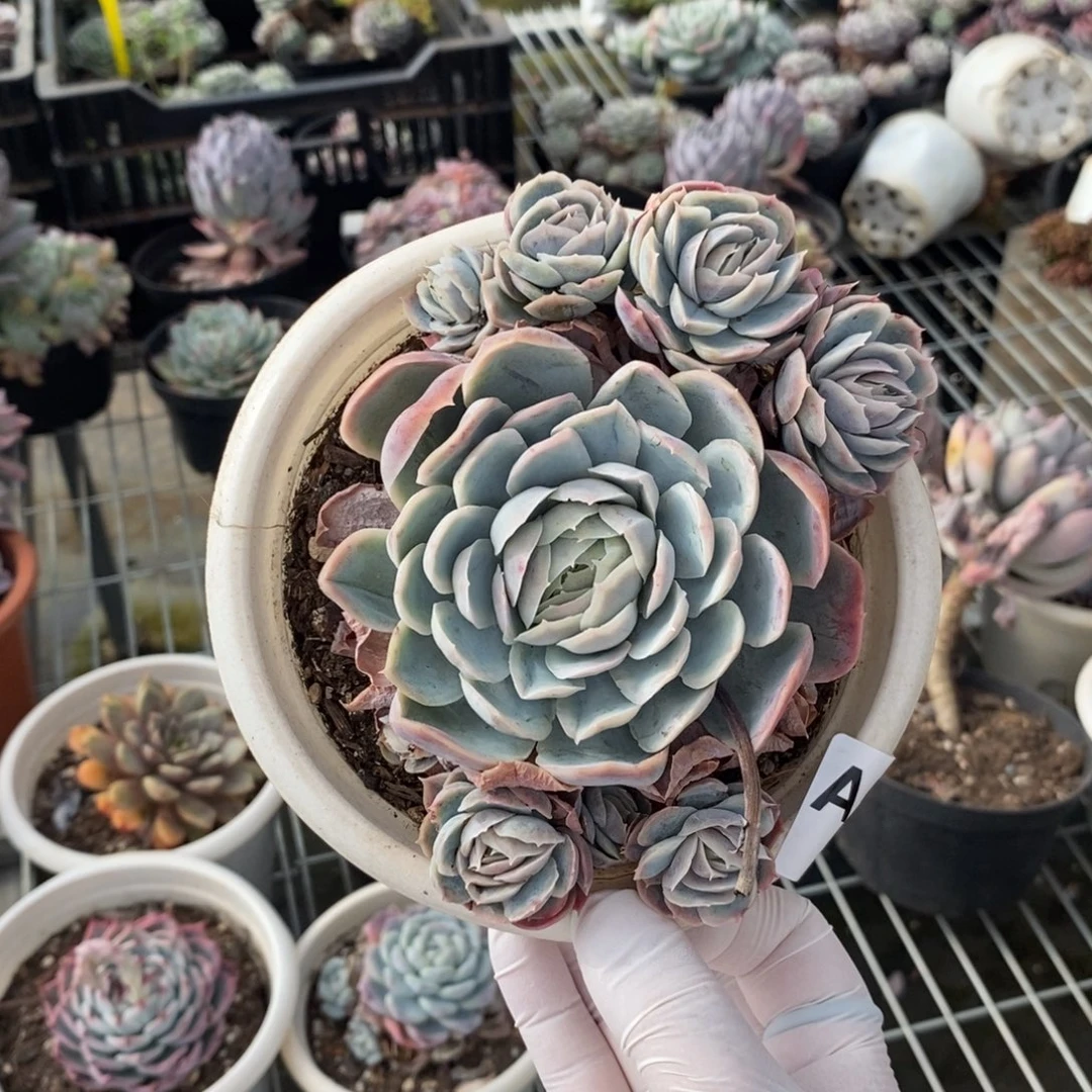 583西娜多头一物一拍