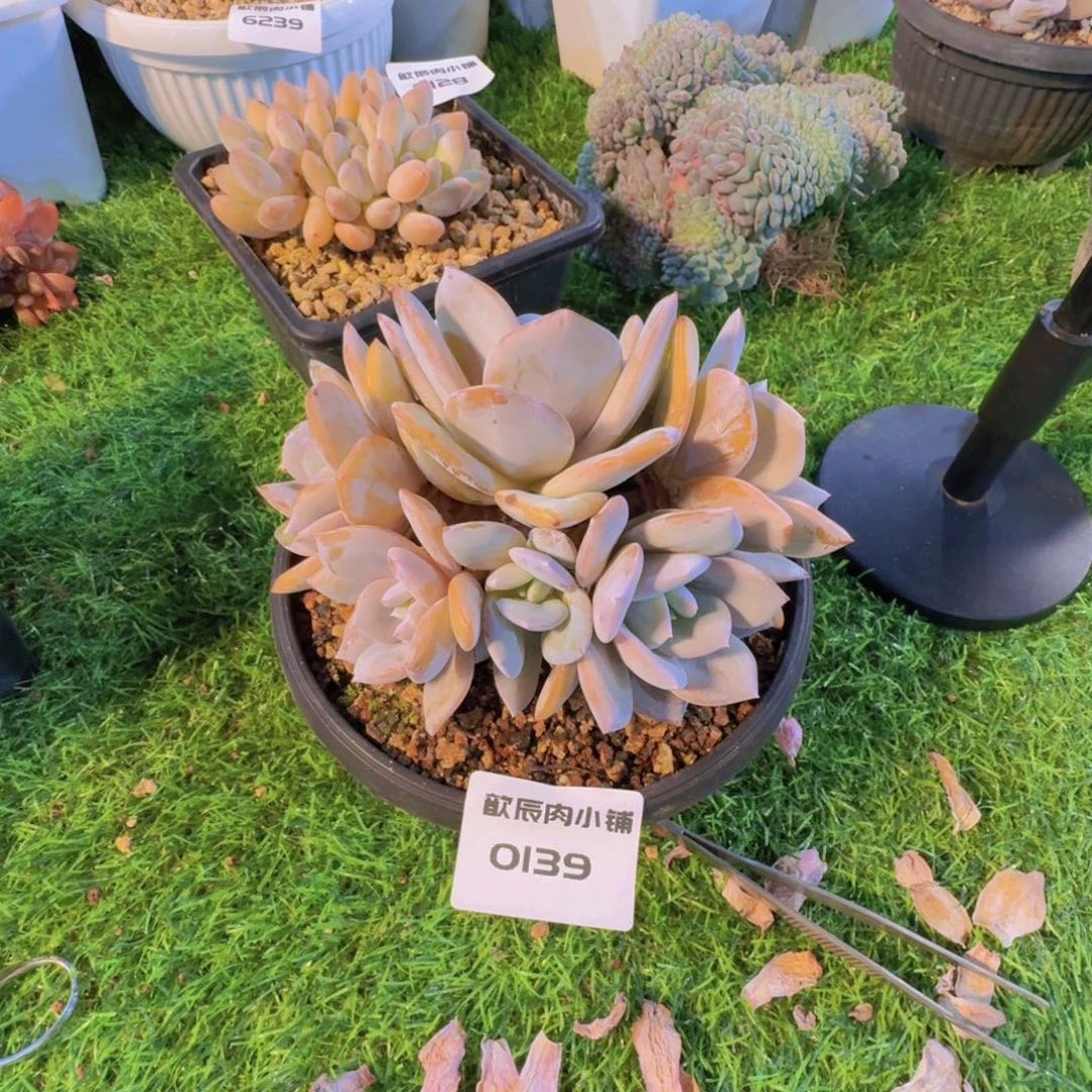 ****༣多肉植物奶茶群0139