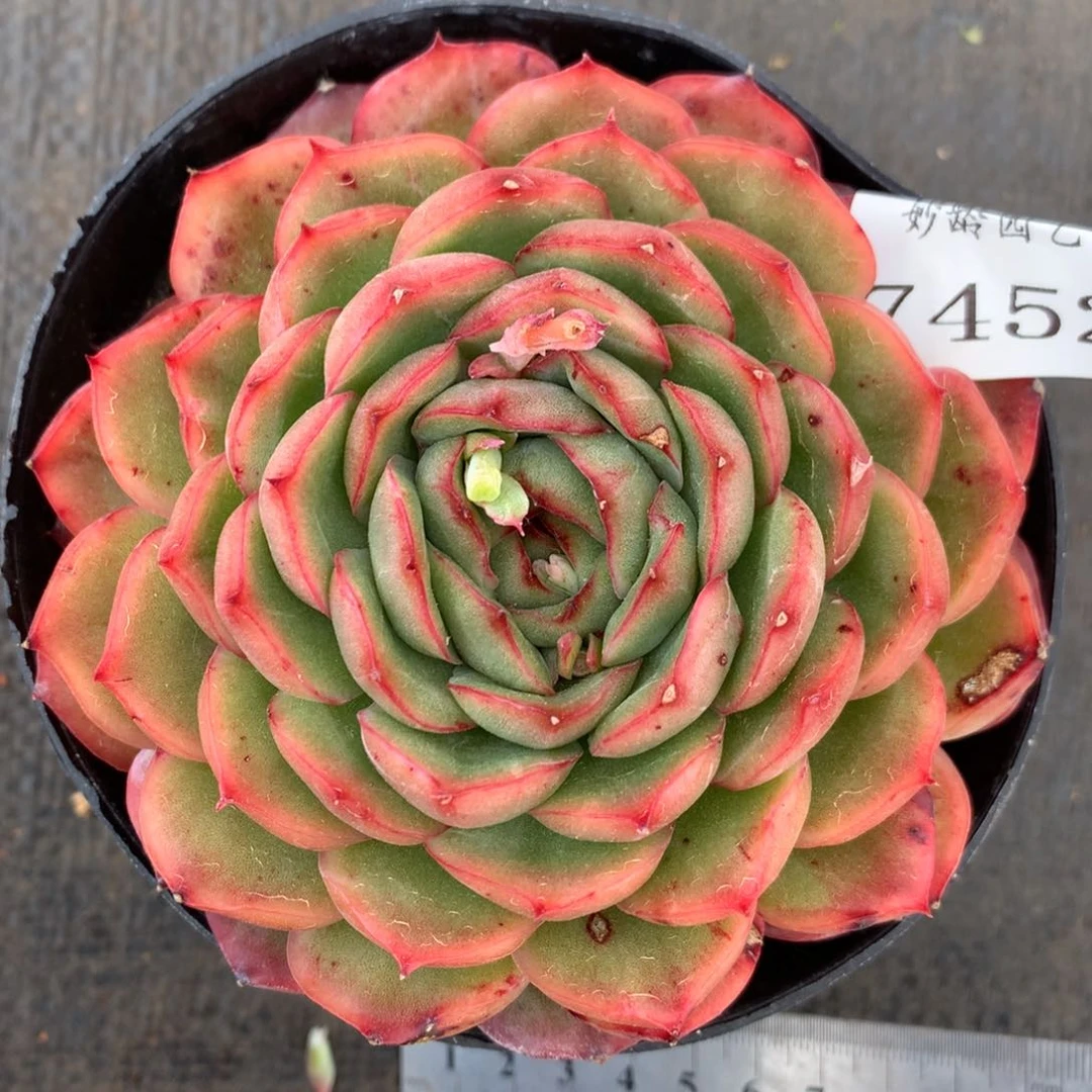 7452杂交精品基地10厘米